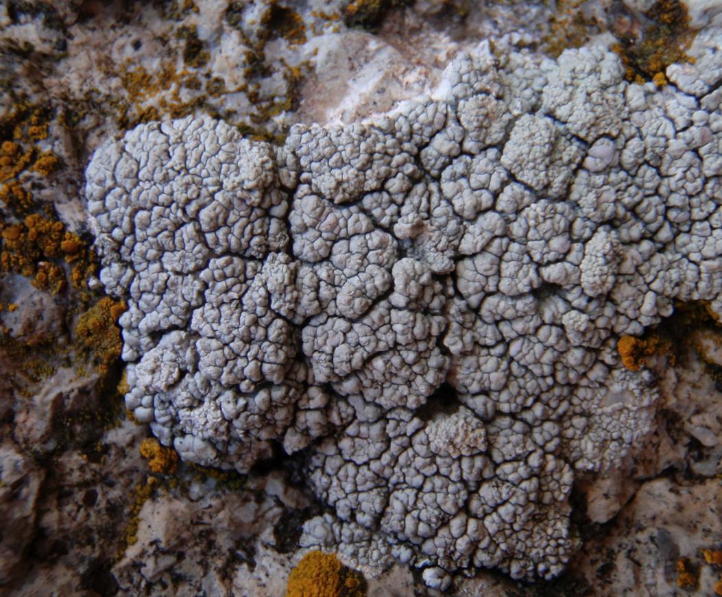 Fungo lichenicolo su Xanthoparmelia tinctina?